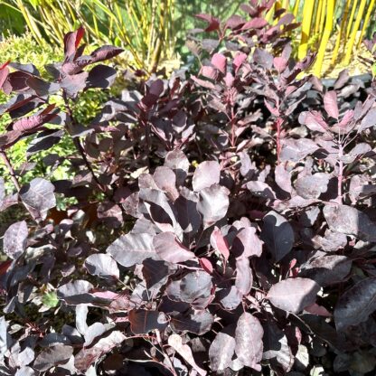 Cotinus coggygria 'Dusky Maiden' leaf colour in summer at Big Plant Nursery