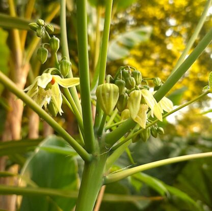 Manihot grahamii flower spike