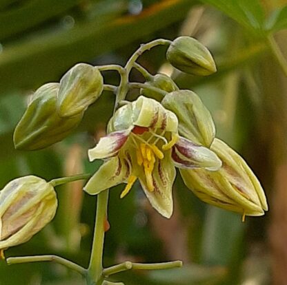 Manihot grahamii close up of flowers