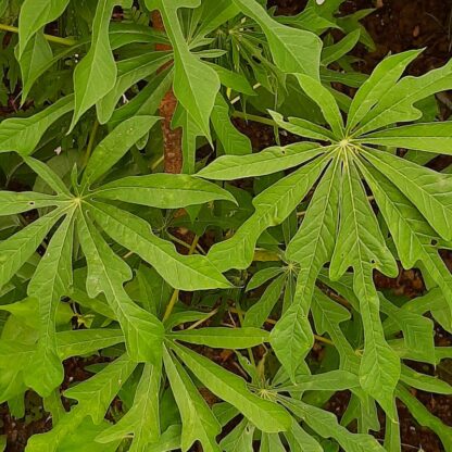 Manihot grahamii mature leaves