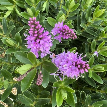 Hebe 'Mette'