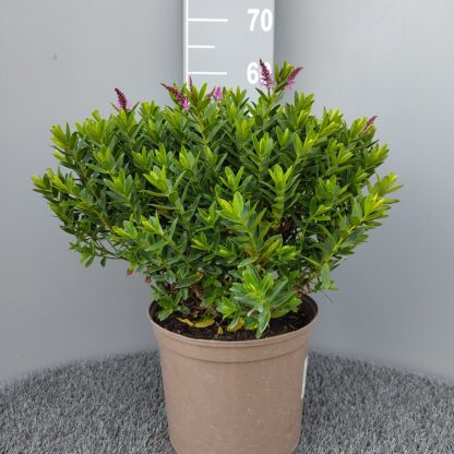 Hebe 'Mette' in 7.5 litre pot