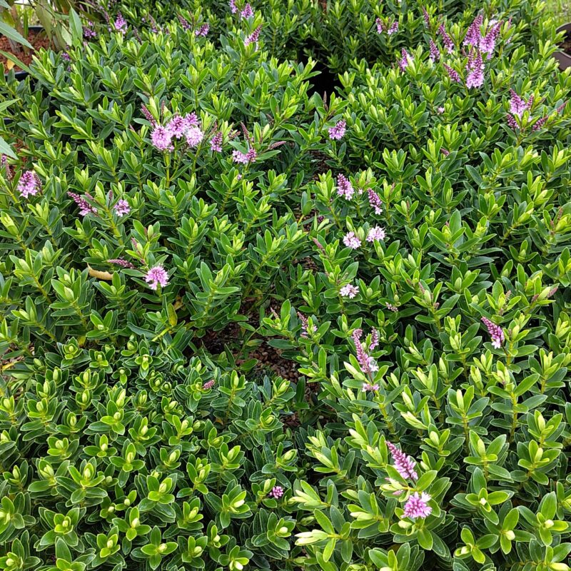 Hebe Mette plants