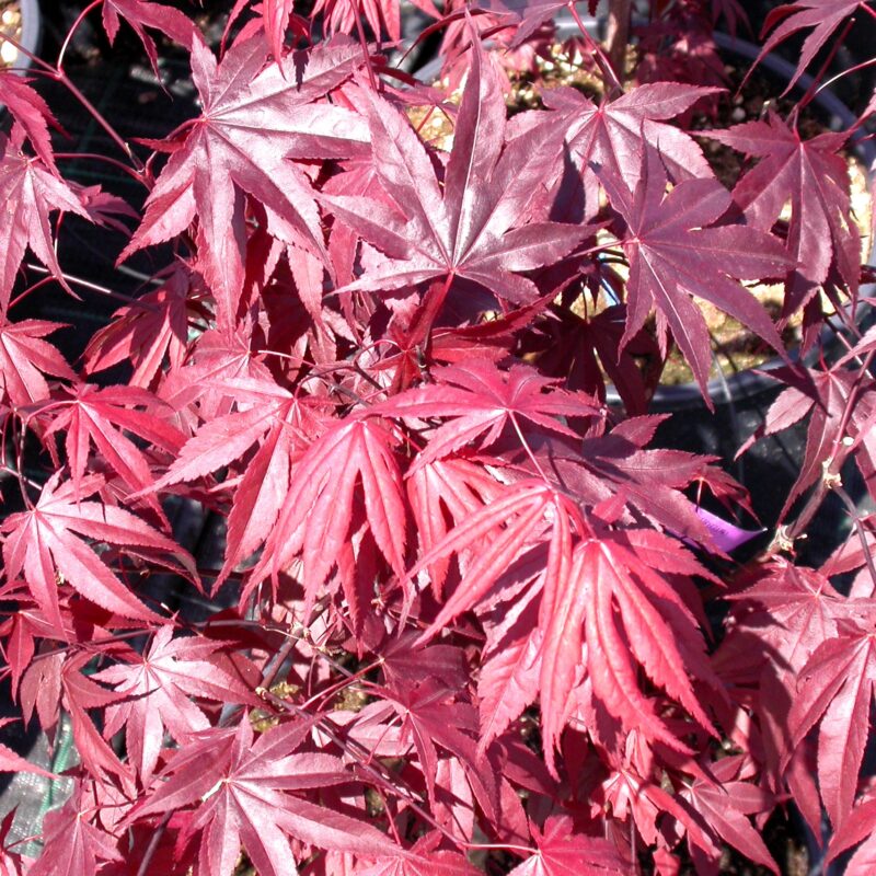 Acer palmatum 'Fireglow for sale at Big Plant Nursery West Sussex