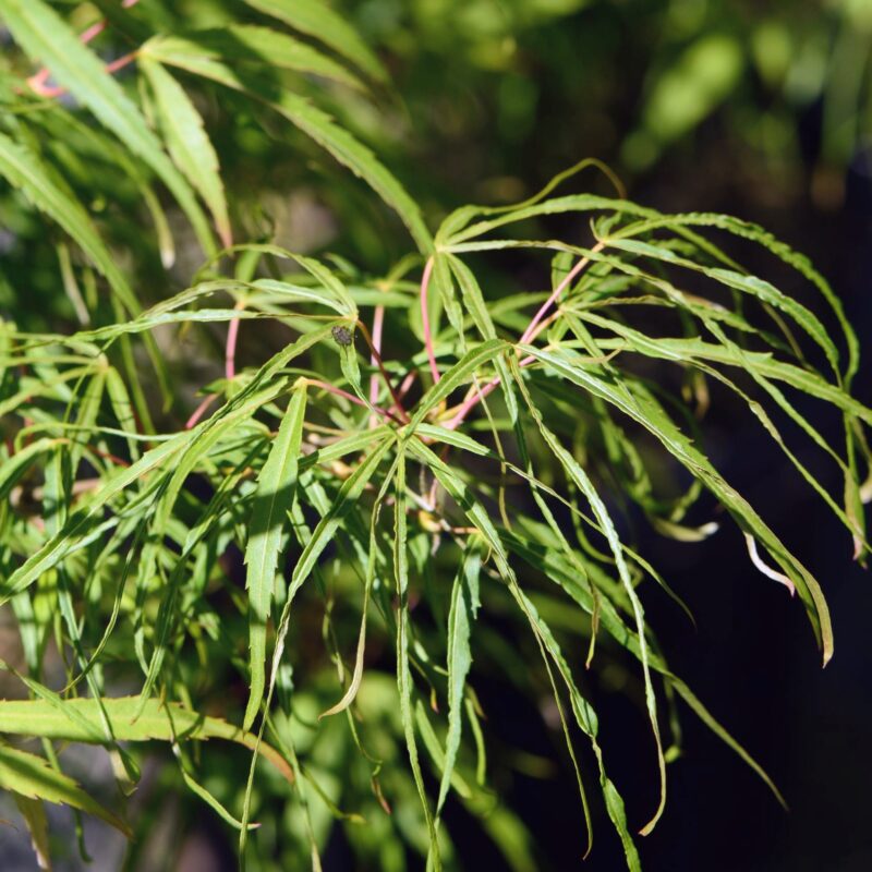 Ace palmatum Koto-no-ito for sale at Big Plant Nursery in West Sussex