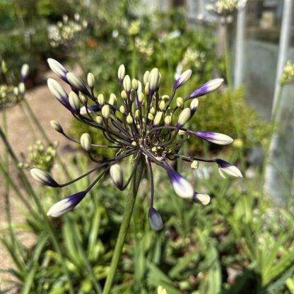 Agapanthus 'Fireworks'