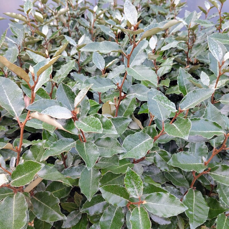 Elaeagnus ebbingei 'Compacta' - Image 2