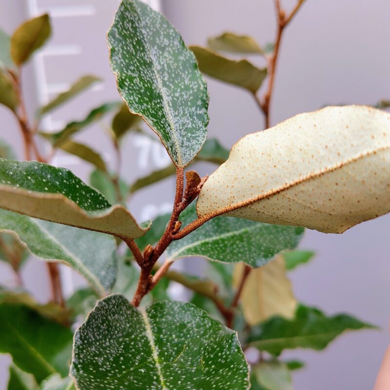 Elaeagnus ebbingei 'Compacta'