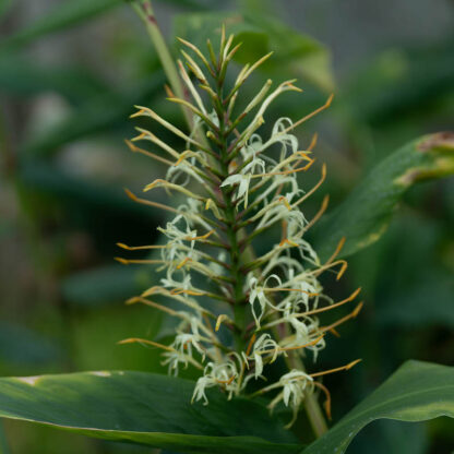 Hedychium thrysiforme flower spike