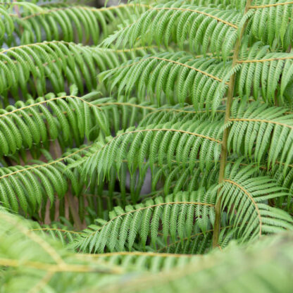 Cyathea dealbata, Alsophila tricolour the Silver Tree Fern