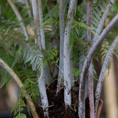 Cyathea dealbata, Alsophila tricolour the Silver Tree Fern