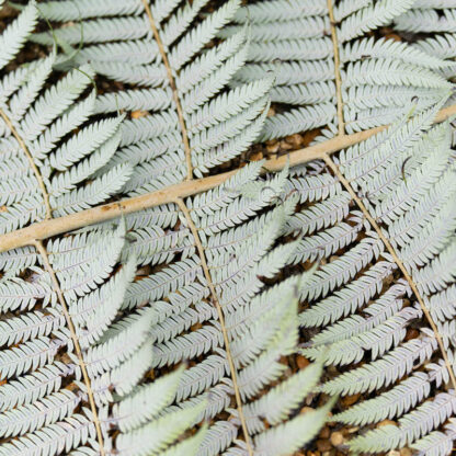 Cyathea dealbata, Alsophila tricolour the Silver Tree Fern