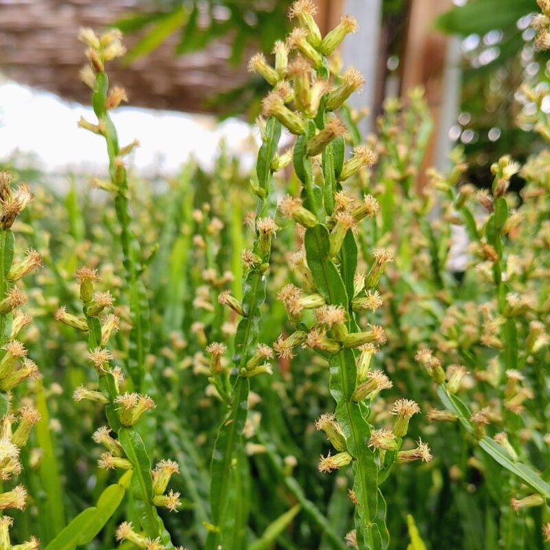 Baccharis genistelloides in flower