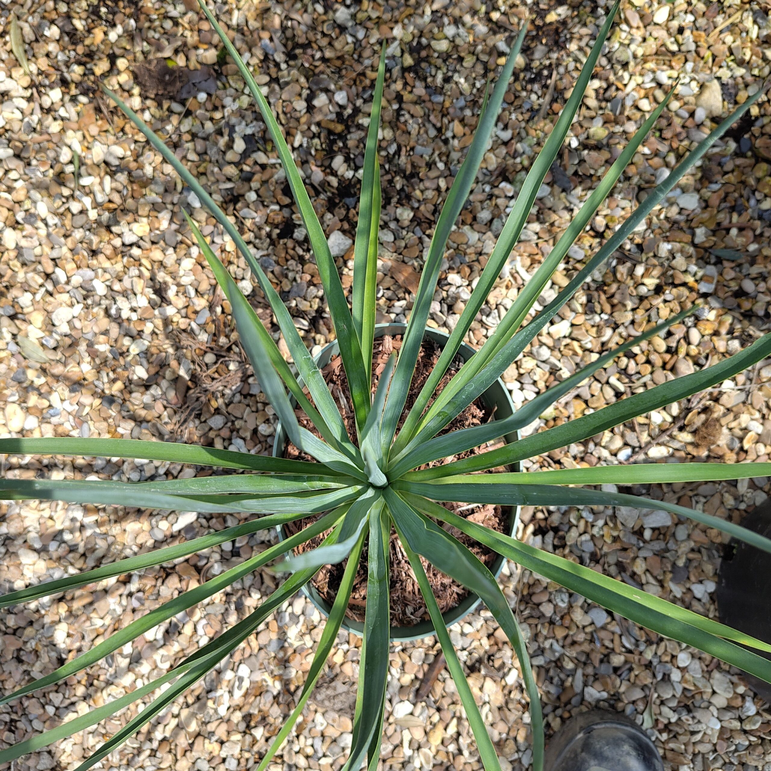 Yucca 'Blue Sentry'