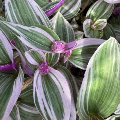 Tradescantia nanouk