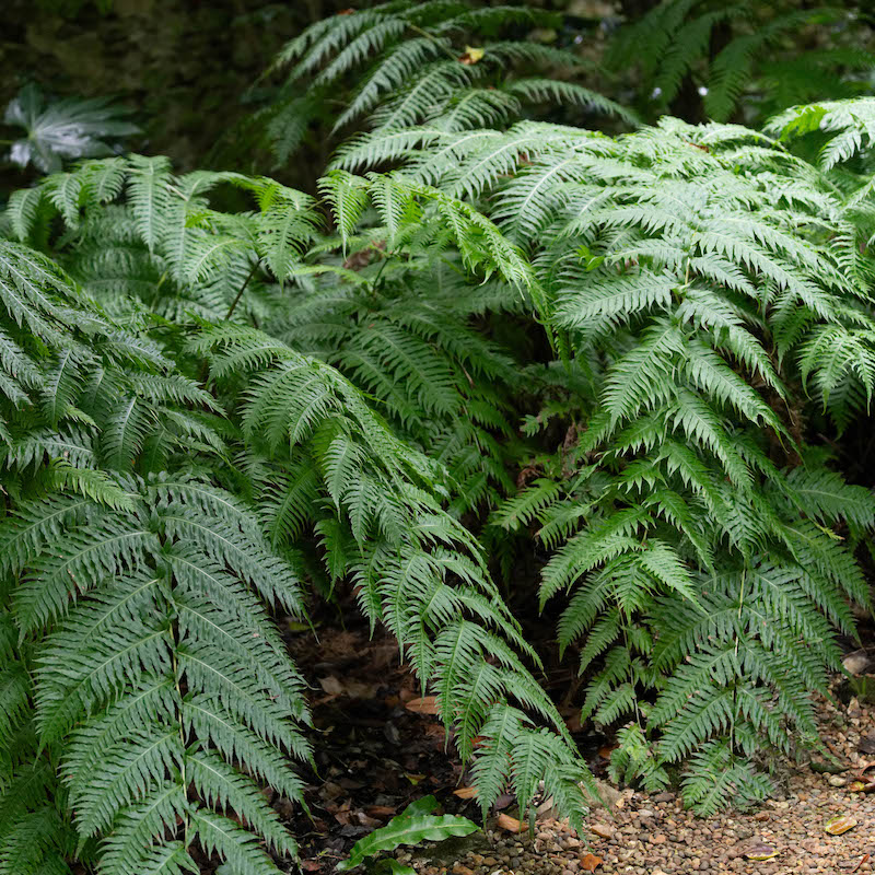 Woodwardia radicans Giant Chain Fern Walking Fern