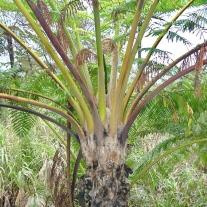 Cyathea lunulata closeup of new croziers