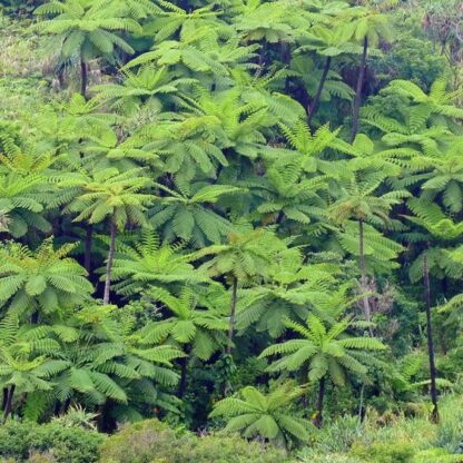 Cyathea lunulata group of mature plants