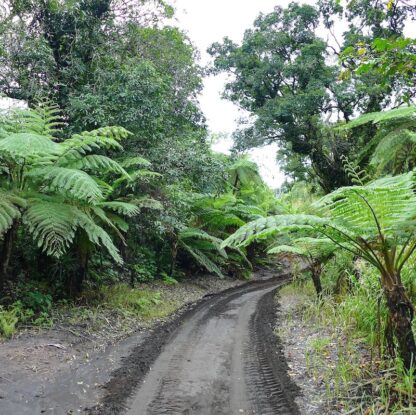 Cyathea lunulata growing in the wild