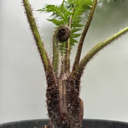 Cyathea lunulata,  Sphaeropteris lunulata - Image 5