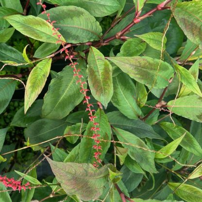 Persicaria filiformis 'Guizhou Bronze'