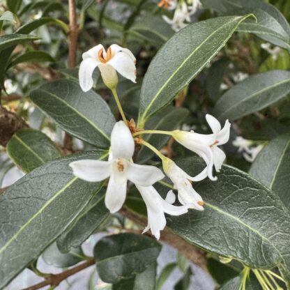 Osmanthus burkwoodii