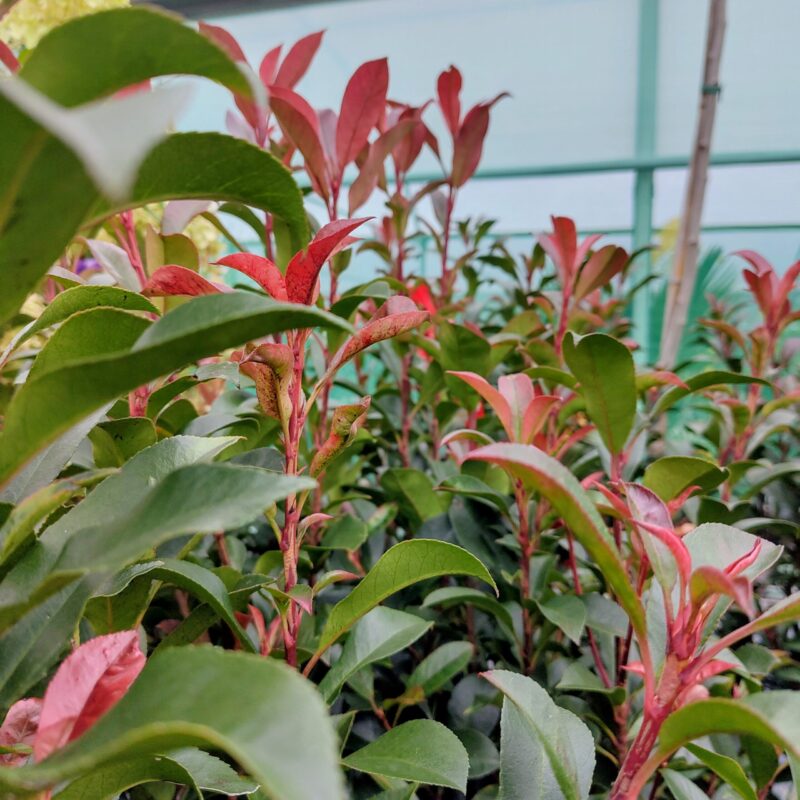 Photinia 'Carre Rouge'