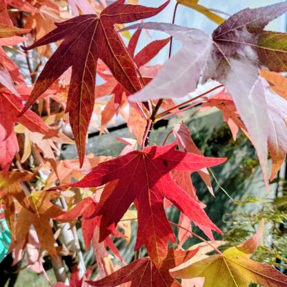 Liquidambar styracilflua 'Worplesdon' autumn leaves