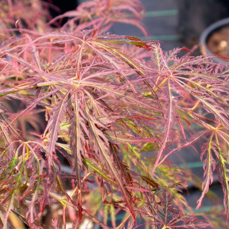 Acer palmatum dissectum 'Ornatum' for sale at Big Plant Nursery in West Sussex
