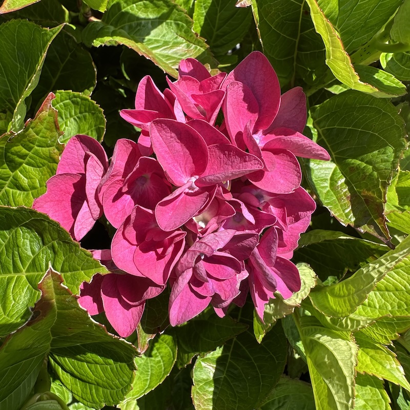 Hydrangea 'Merveille Sanguinea'