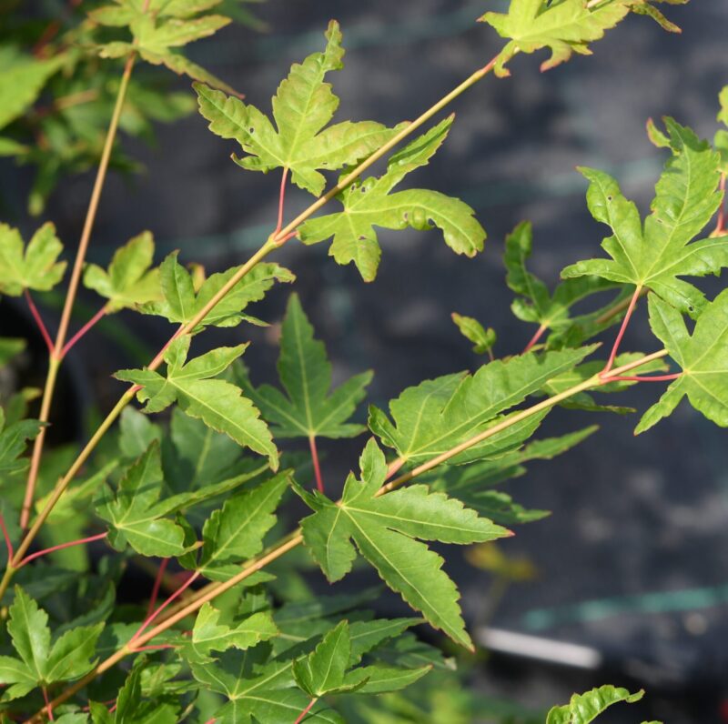 Acer palmatum 'Shin-Nyo' available at Big Plant Nursery in West Sussex
