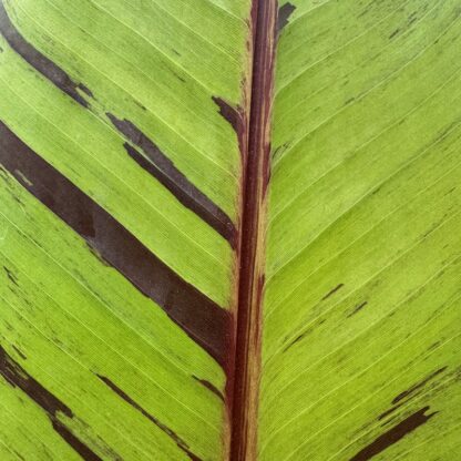 Musa sikkimensis 'Ever Red'