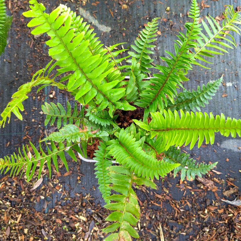 Polystichum munitum