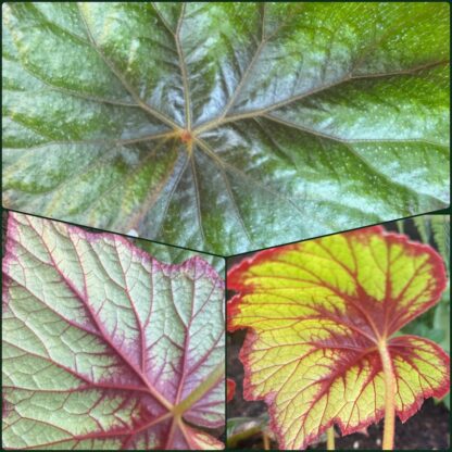 Begonia josephii