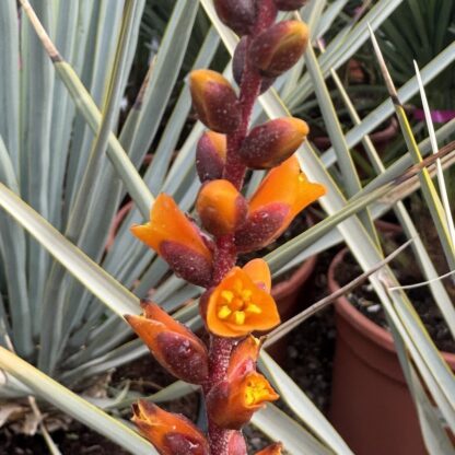 Dyckia 'Grand Marnier'