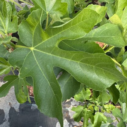 Ficus carica 'Brunswick'
