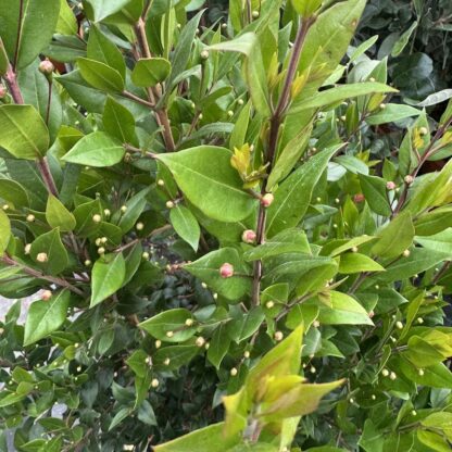 Myrtus communis