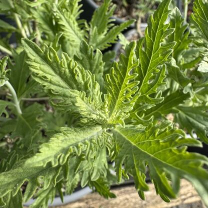 Perovskia attriplicifolia 'Blue Spire'