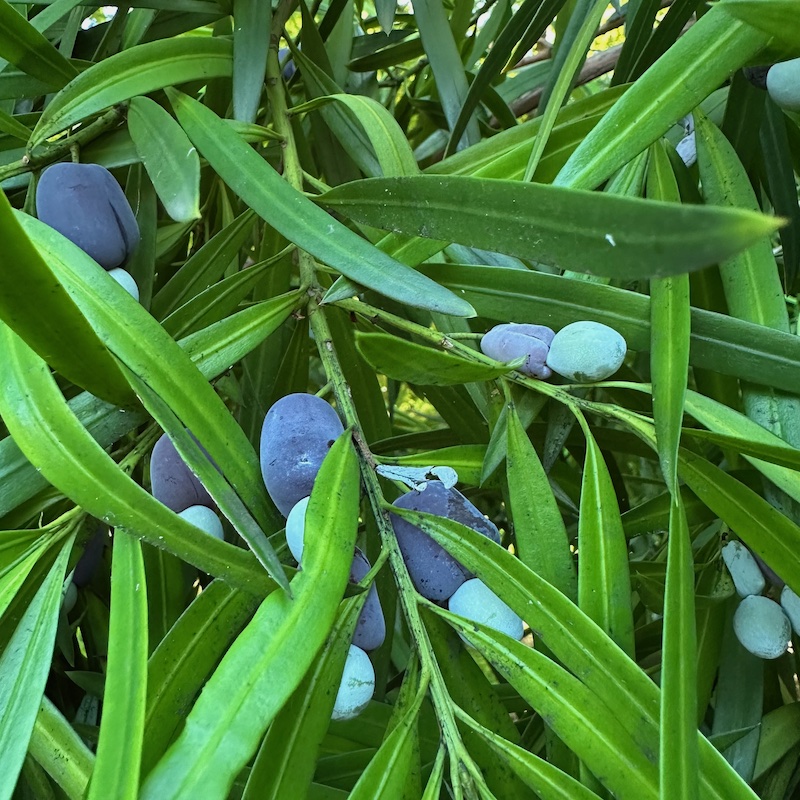 Podocarpus macrophylla fruits and seeds
