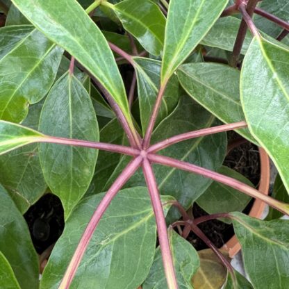 Schefflera actinophylla