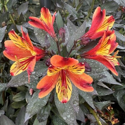 Alstroemeria 'Indian Summer'