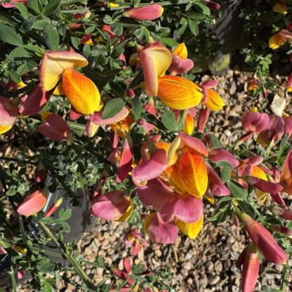 Cytisus 'La Coquette'