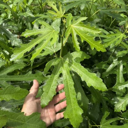 Ficus carica 'Little Miss Figgy'
