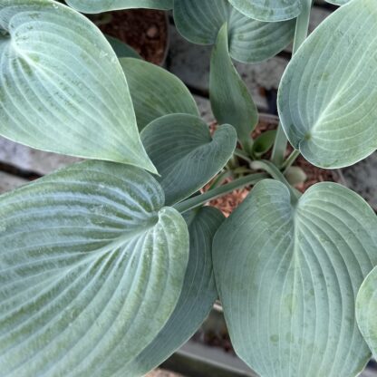 Hosta 'Halcyon'