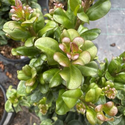 Ligustrum japonicum 'Rotundifolium'