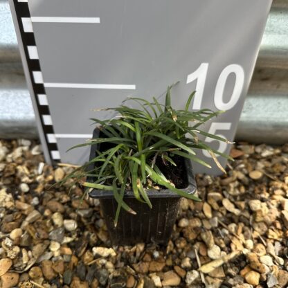 Ophiopogon japonicus 'Minor'