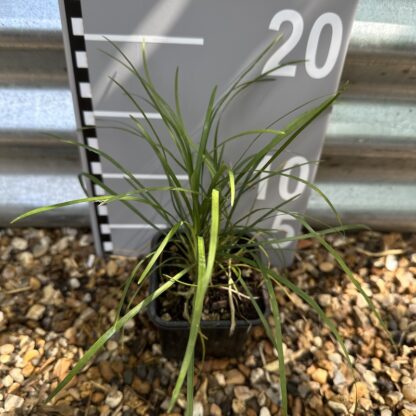 Ophiopogon japonicus