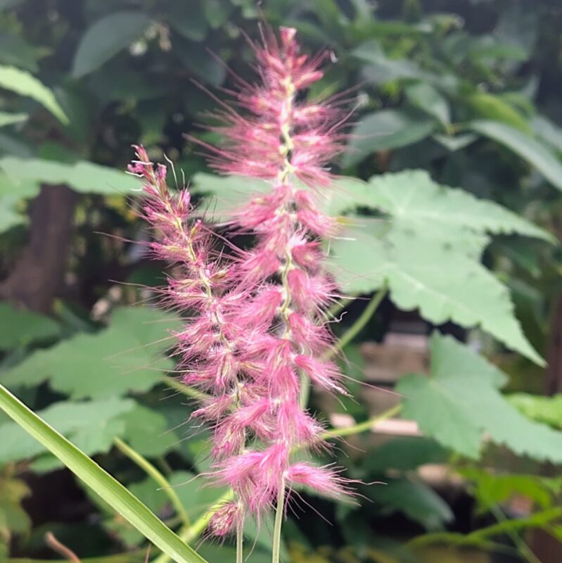 Pennisetum orientale 'Karley Rose' at Big Plant Nursery in West Sussex