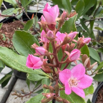 Rhaphiolepis × delacourii 'Coates' Crimson'