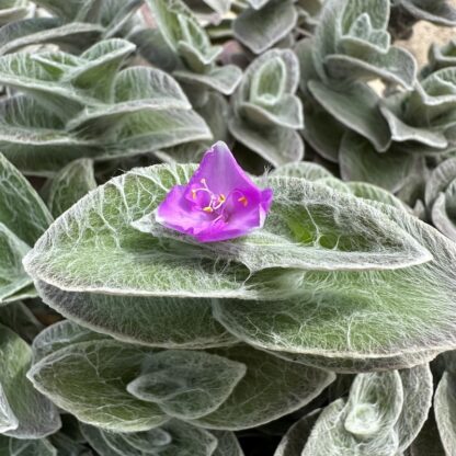 Tradescantia sillamontana